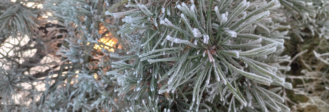 Frostcled pine needles against the sunlight. Magical winterday...