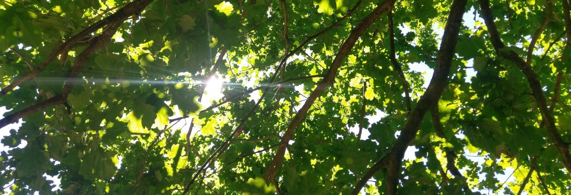 Sunbeams through the oak-leafs